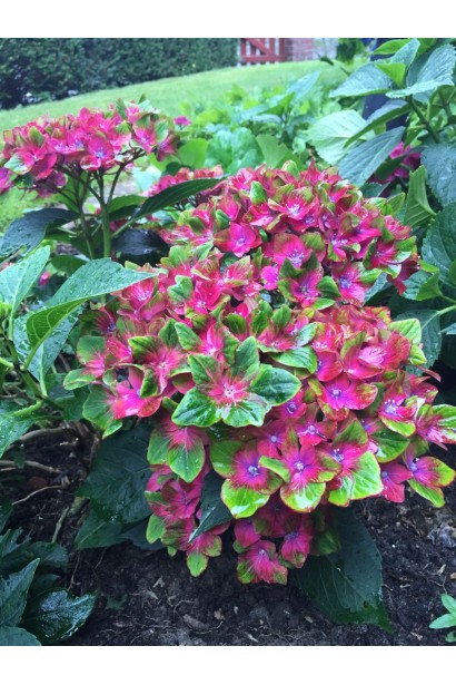 макрофіла Saxon® Шлосс Вакербарт в саду